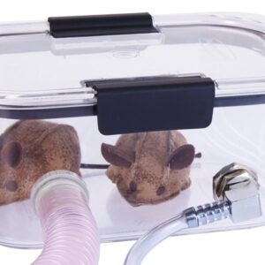 1L - Small: Small Exotics, Mice