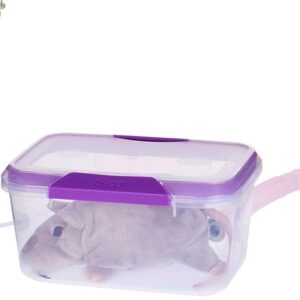 3L - Medium: Exotics, Rats